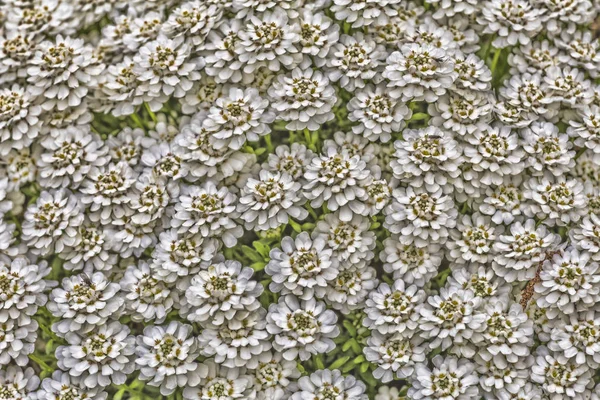 Flowerbed background texture — Stock Photo, Image