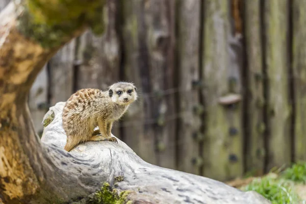 Ένα meerkat σε ένα κορμό δέντρου — Φωτογραφία Αρχείου