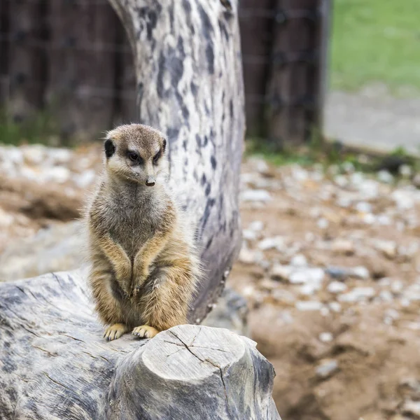 Ένα meerkat μοιάζει arround — Φωτογραφία Αρχείου