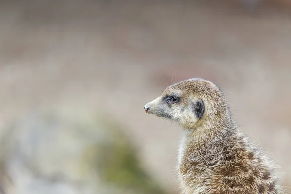 Ένα meerkat είναι βλέποντας — Φωτογραφία Αρχείου