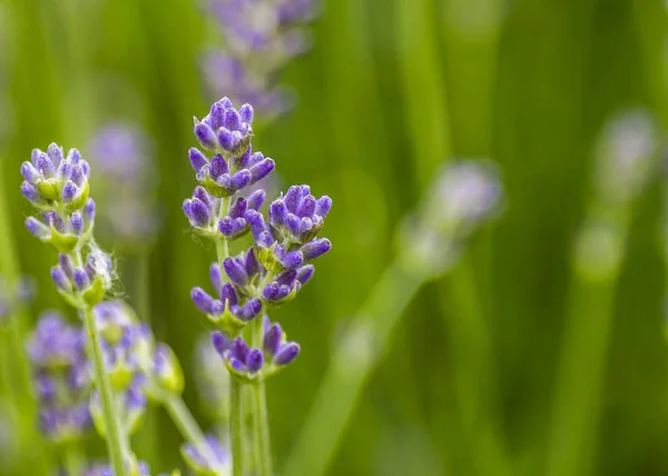 Flor de lavanda no jardim — Fotografia de Stock