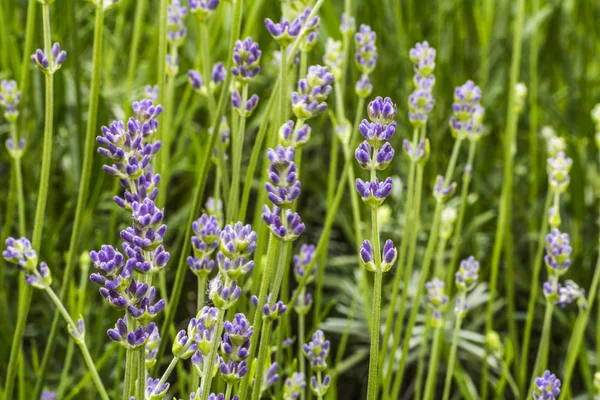 Flor de lavanda no jardim — Fotografia de Stock