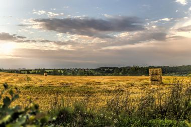 Kırpılan Alanı saman balya