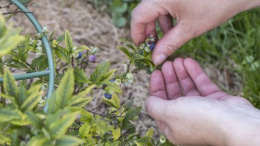 Yaban mersini hasat bahçede