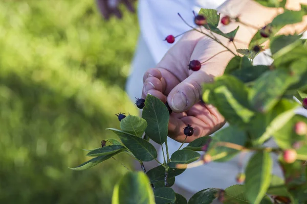 Yaban mersini hasat bahçede