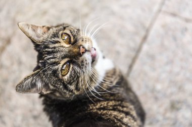 kedi portre - güzel hayvan