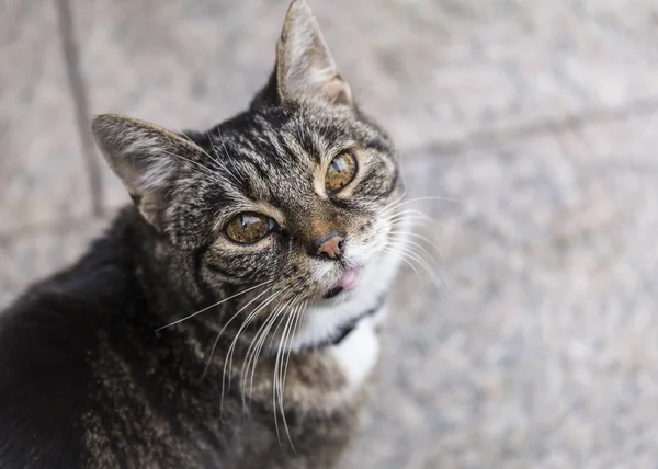 kedi portre - güzel hayvan