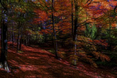 Sonbahar ormanında patika