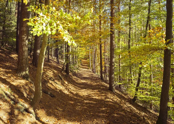 Trail in the autumn forest — Stock Photo, Image