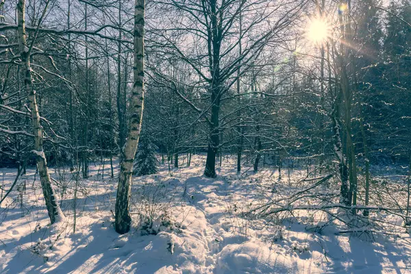 Winter in the forest — Stock Photo, Image