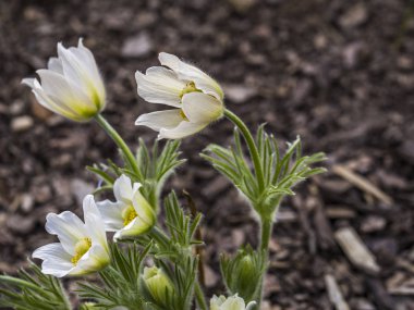 Beyaz Pulsatilla alpina çiçeği