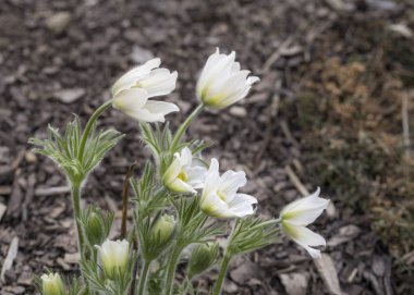 Beyaz Pulsatilla alpina çiçeği