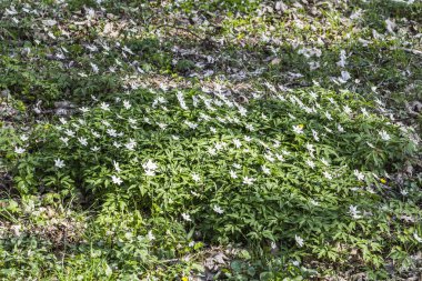 çayırda beyaz çiçekleri ile çiçekler