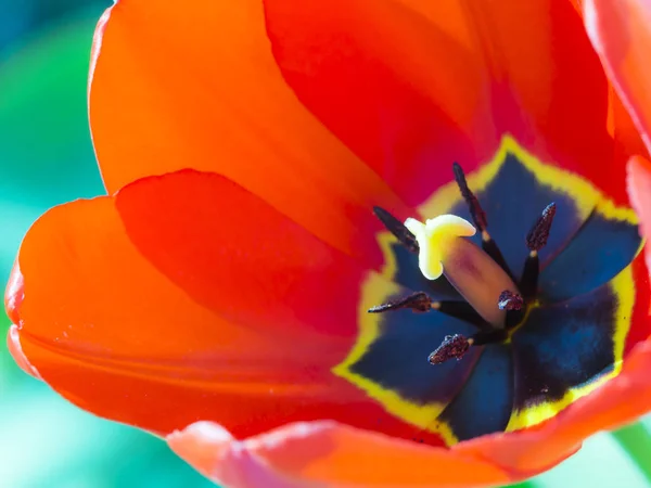 赤いチューリップの花 — ストック写真