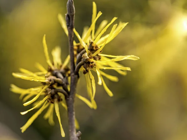 Witch hazel çiçeği