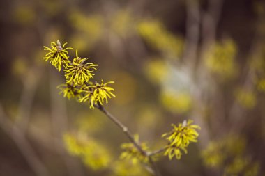 Witch hazel çiçeği