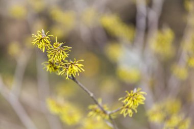 Witch hazel çiçeği