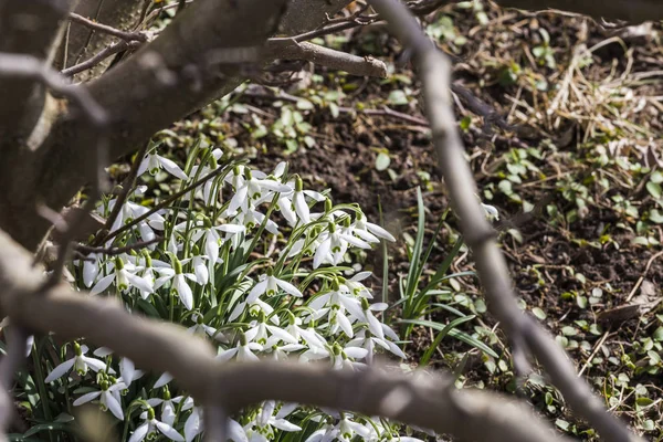 Schneeglöckchen im Garten — Stockfoto