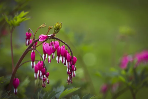kanama kalp - Lamprocapnos spectabilis
