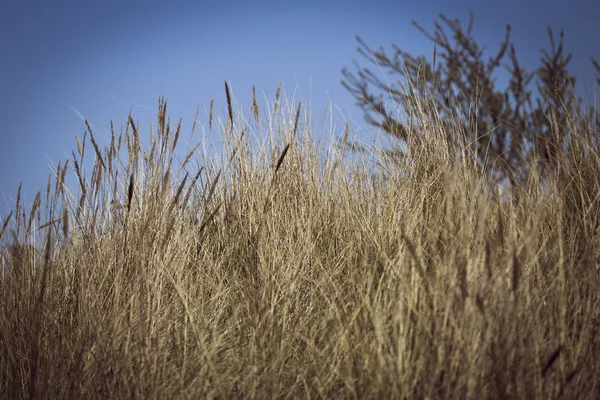 Herbe sur les dunes et le ciel blus — Photo