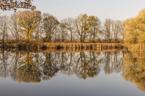 Trees are reflected in the lake — Stock Photo, Image