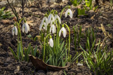 Bahçedeki kardamlaları