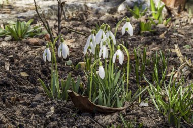 Bahçedeki kardamlaları