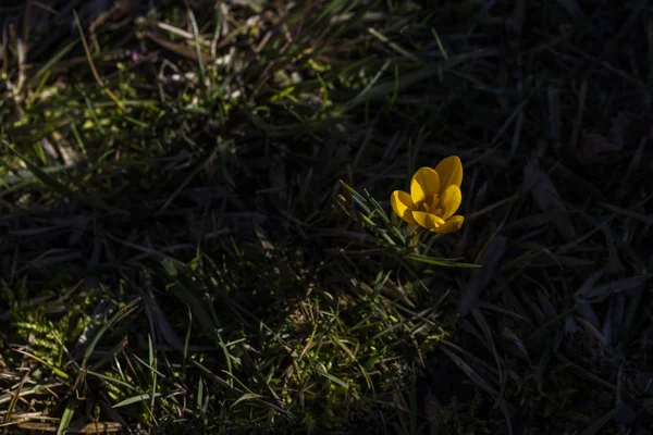 Um pouco de crocus amarelo no jardim — Fotografia de Stock