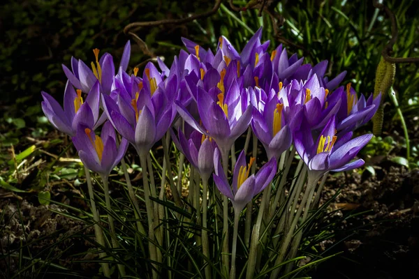 Um monte de flores de croco no jardim — Fotografia de Stock