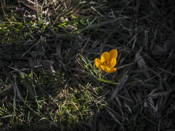 Primeiras Flores Neve — Fotografia de Stock