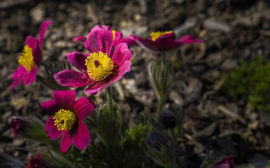 Pulsatilla vulgaris bahçede, çiçek mevsimi başlıyor.