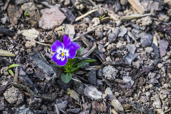 Azul Primula Blossom Primeiras Flores Primavera — Fotografia de Stock