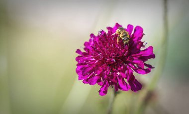 Knautia Macedonica Bahçede