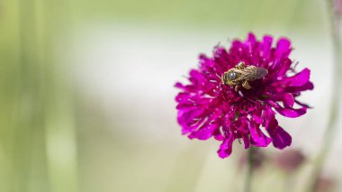 Knautia Macedonica Bahçede