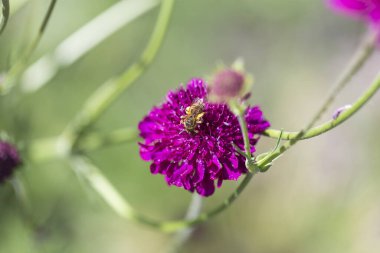 Knautia Macedonica Bahçede