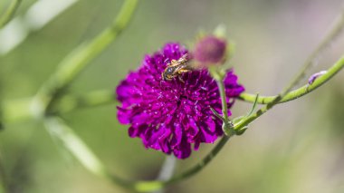 Knautia Macedonica Bahçede