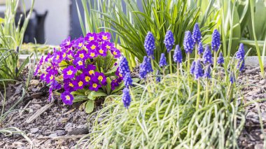 Muscari ve Primulaceae bahçede.
