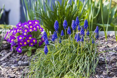 Muscari ve Primulaceae bahçede.