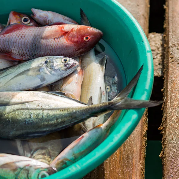 Fish in bucket