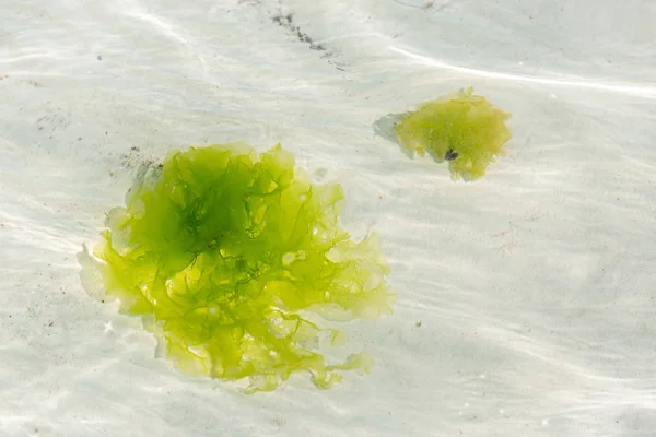 Sea lettuce in clear ocean — Stock Photo, Image