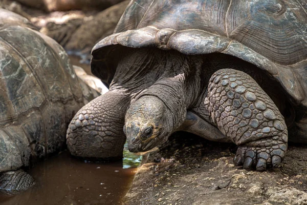 진흙 속에서 거대 한 거북이 — 스톡 사진