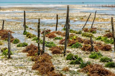 Yosun ekimine yakın çekim