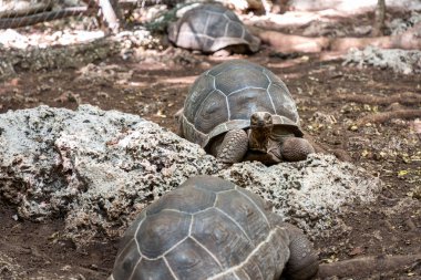 Dev kaplumbağa sığınağı.