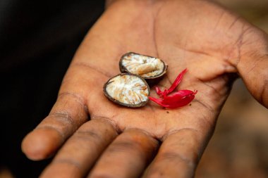 Hindistan cevizi tohumunu aç