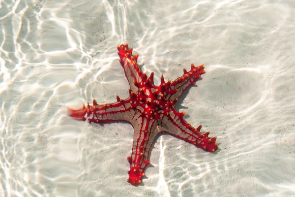 Afrikai piros gomb-tenger csillag — Stock Fotó
