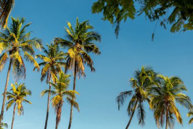 Palmiye ağaçları ve mavi gökyüzü
