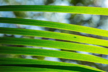 Hindistan cevizi hurma ağacı yaprak