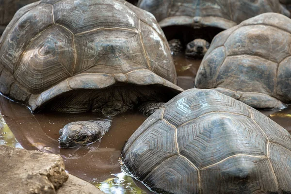 진흙 속에 묻혀 있는 거대 한 거북 가족 — 스톡 사진