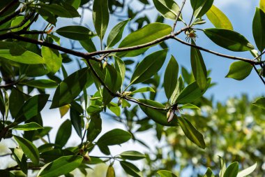 Yaprakların arasında yeni tohum olan tropik mangrov ağacı, Zanzibar adası.