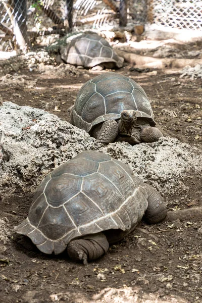 Красивые Гигантские Черепахи Тюремном Заповеднике Возле Занзибара — стоковое фото